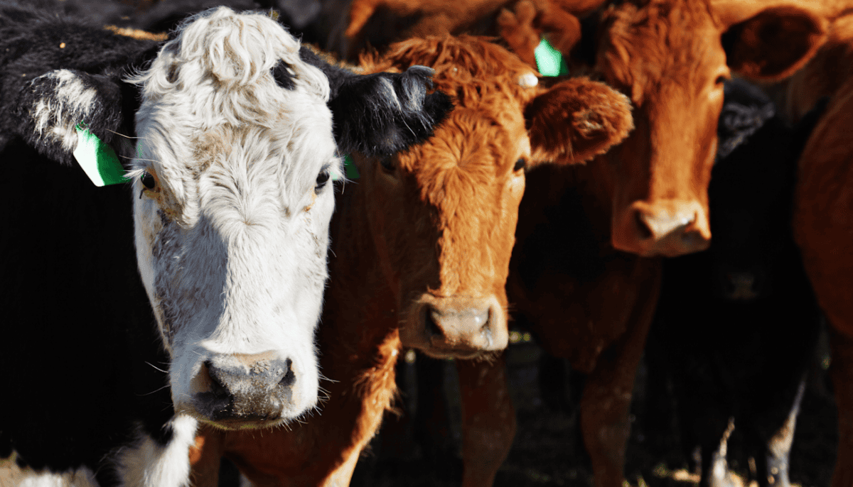 Close Up Cattle in Pasture